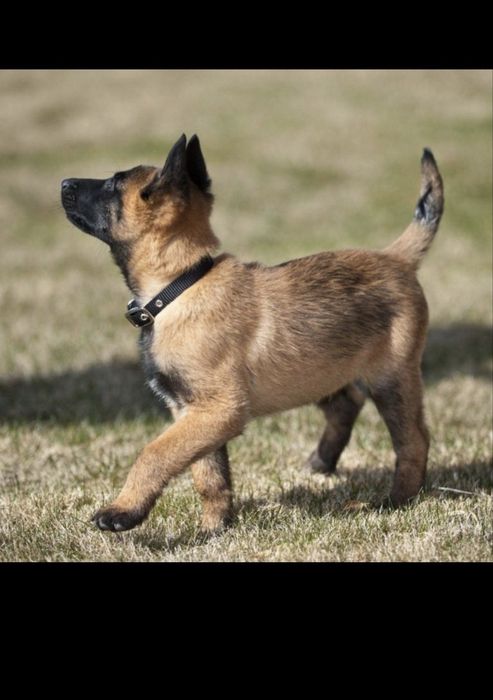 Belgian malinua kuchuk