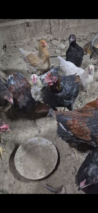 Птица Птица Птица Птица