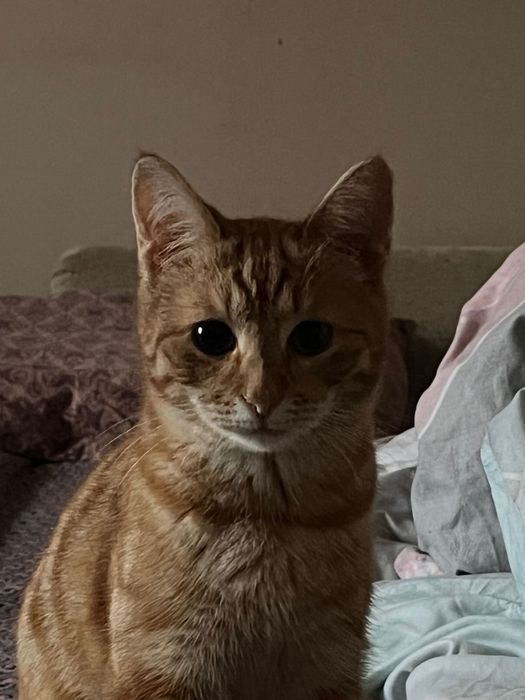 Отдам в добрые руки