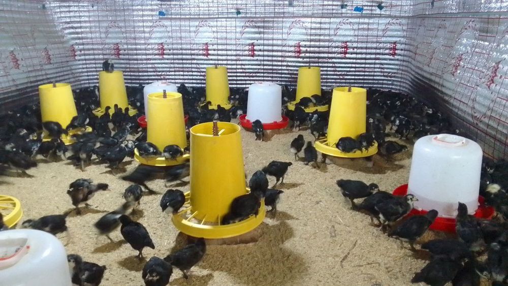 Joʻjalar sotiladi 25000da