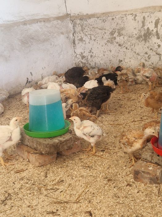 Puicuțe moravia,kabir și monaco