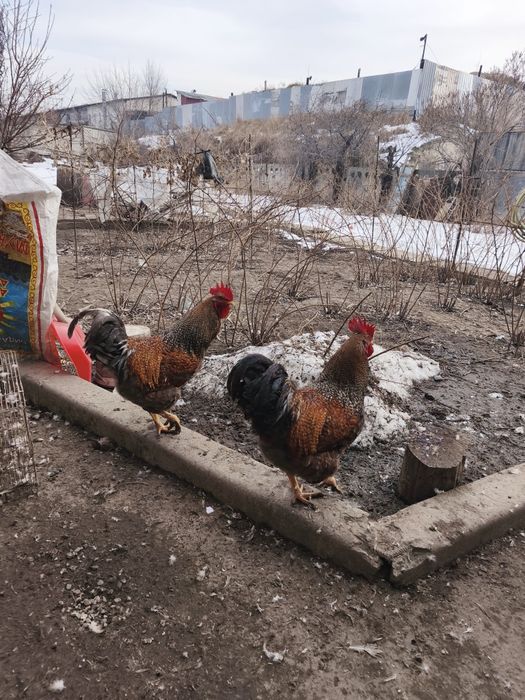 Петухи 2025 года