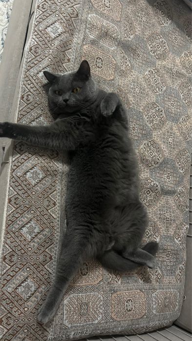 Красивый серый кот