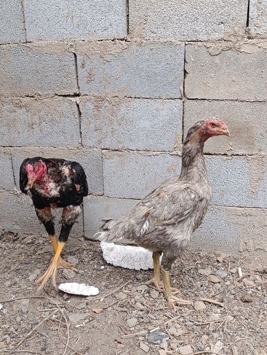 бойцовые породы куриц пара отличные