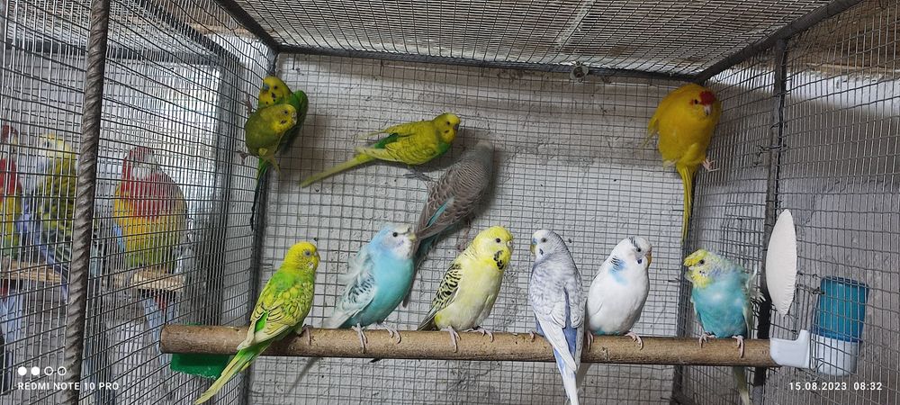 Различни видове папагали