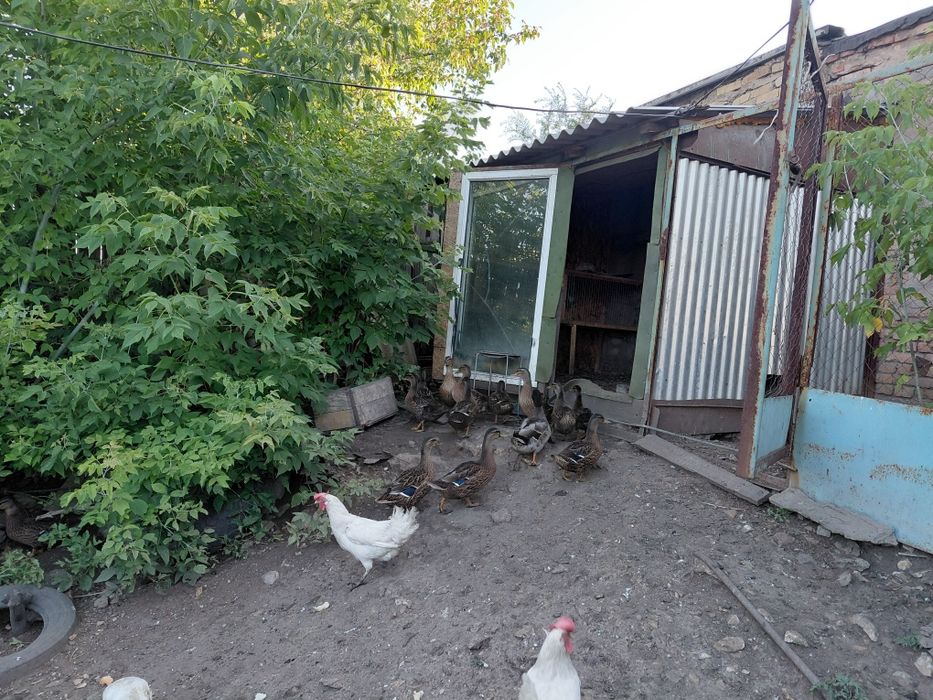 Продам подсадных уток для охоты