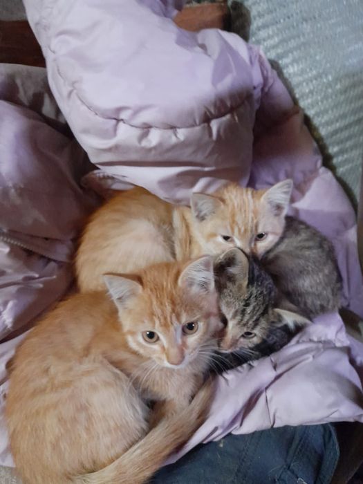 Отдам милых котят