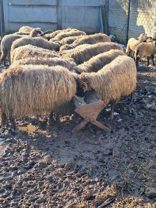 Disponibile 20 oi cu miei