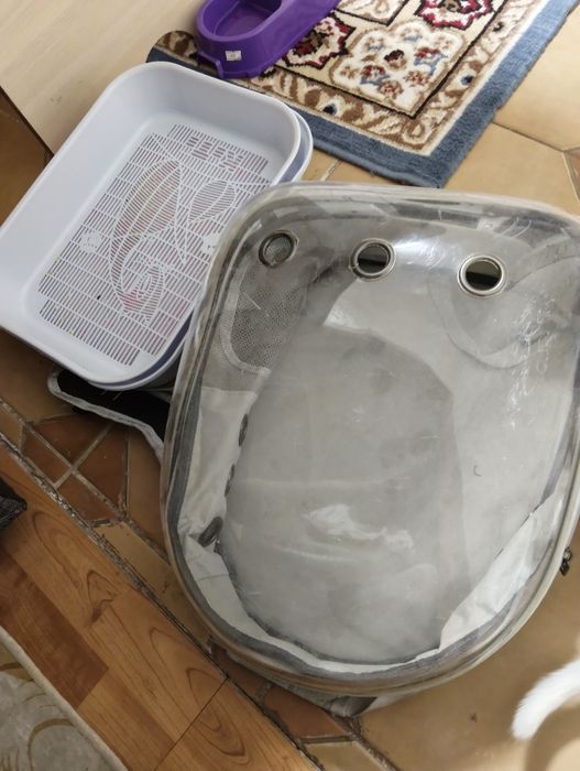 Продам котёнка девочка