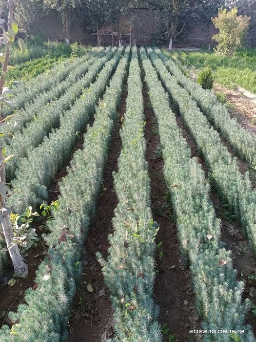 Sifatli koʻchatlar