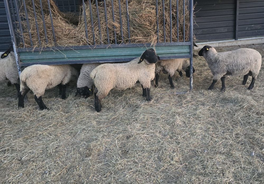 Oi si miei Suffolk