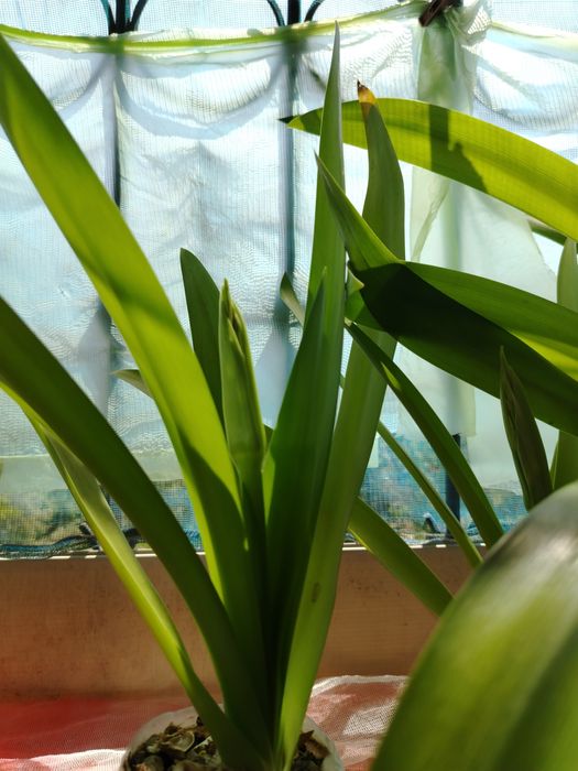 Белая лилия Панкрациум!Необыкновенный цветок!!