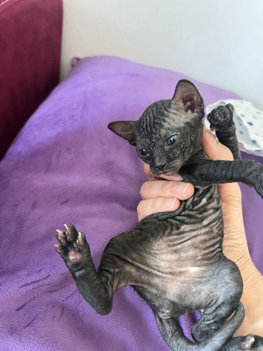 Котята сфинксы в апреле.