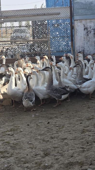 Гуси с доставкой