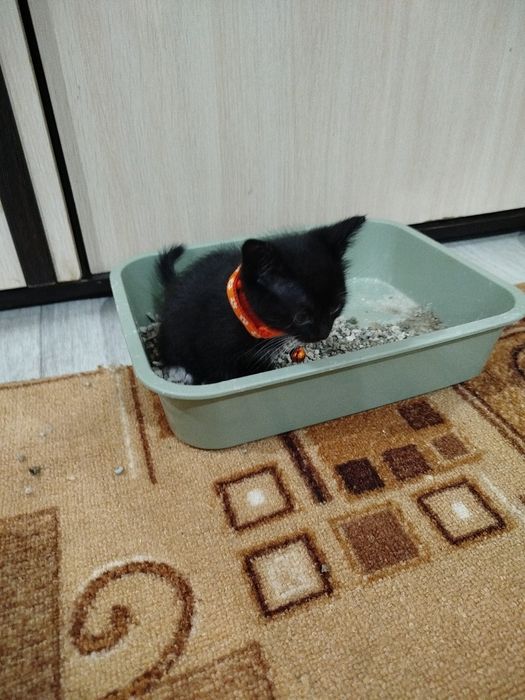 Отдам доброе руки!