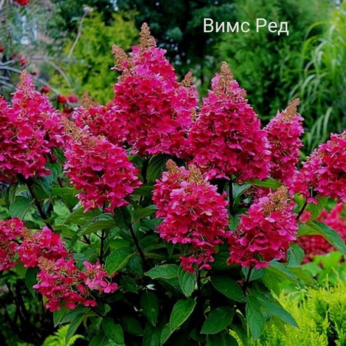 Продам Гортензии