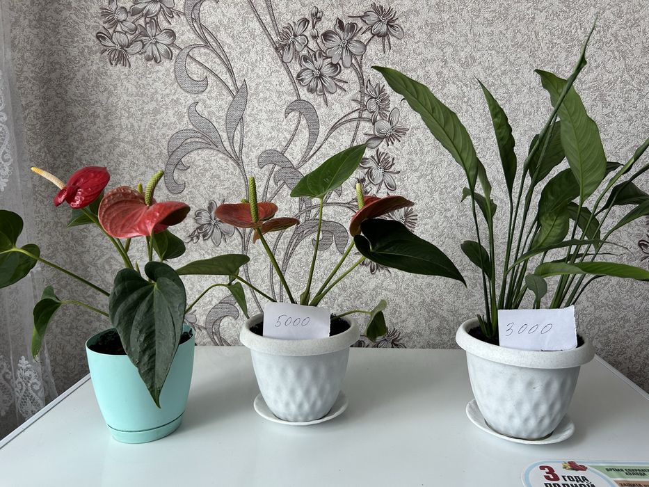 цветы,женское и мужское счастье