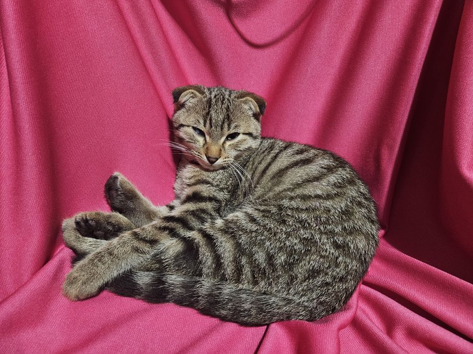 Котёнок вислоухий. СРОЧНО!!!