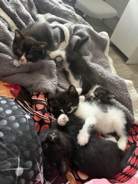 Отдам котят в добрые руки