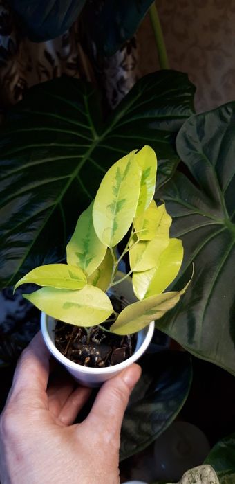 Фикус Еллоу голд вариегатный