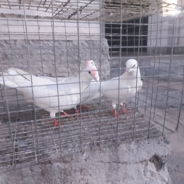 Бели Иран пара еше 1самец лет с игрой