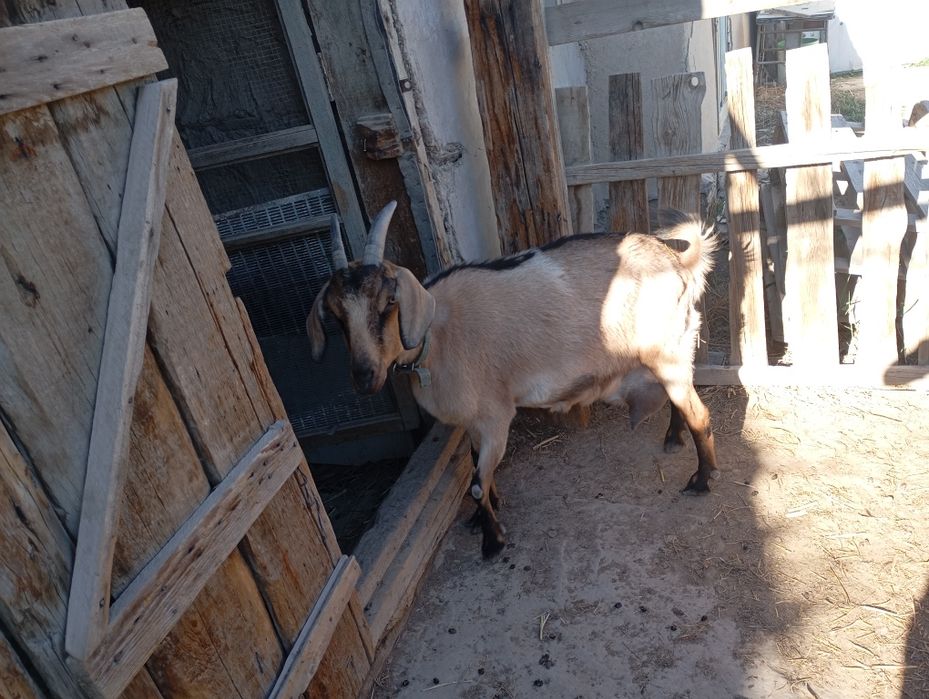 Альпи Ешкі сүтті