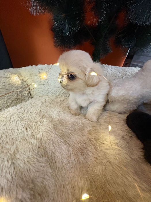 Кралски пекинези