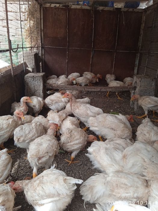 Joʻjalar sotiladi   50 dona