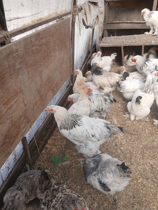 Продам петуха брама