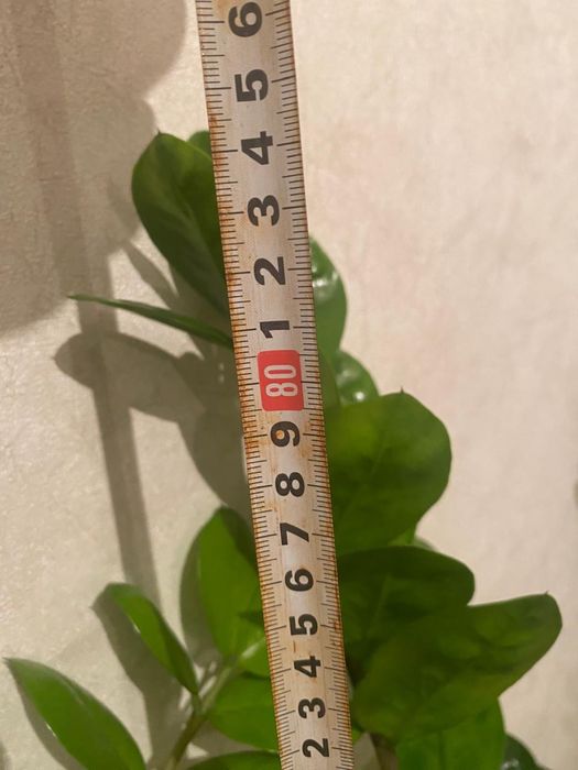 Комнатные цветы долларовые( Замиокулькас)