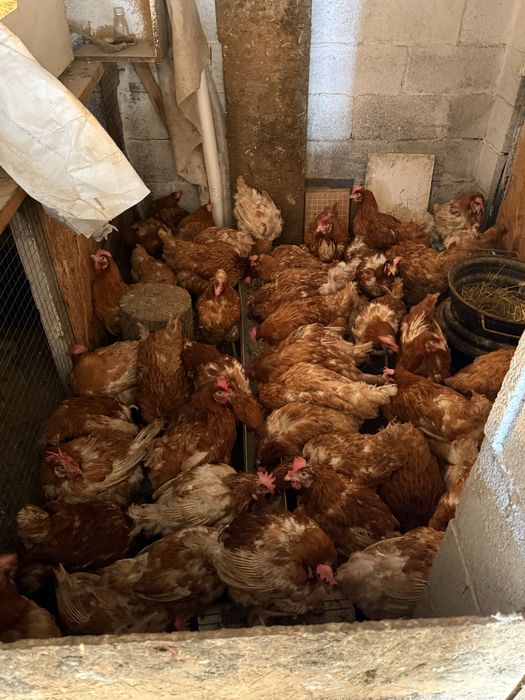 Продам курей несушек