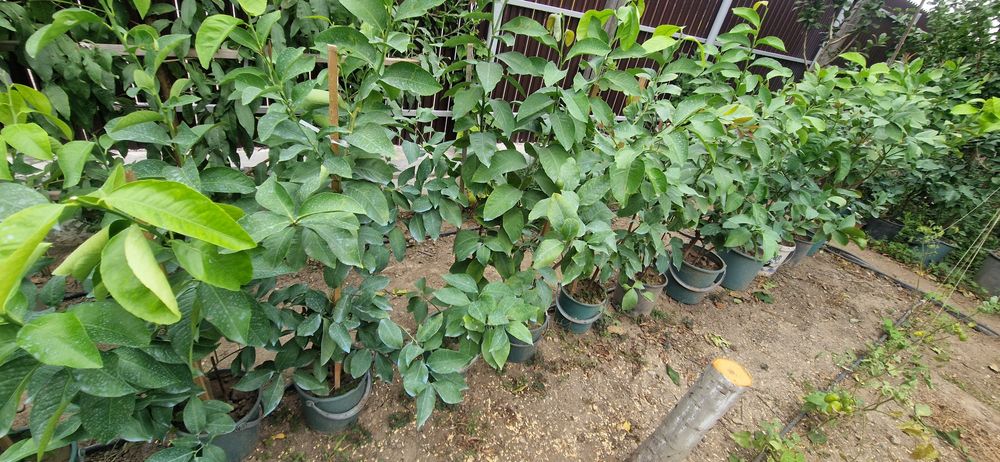 De vânzare lamaii pe rod