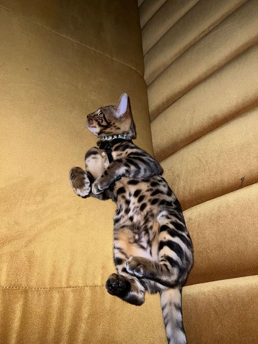 Бенгалски котка, малък тигър