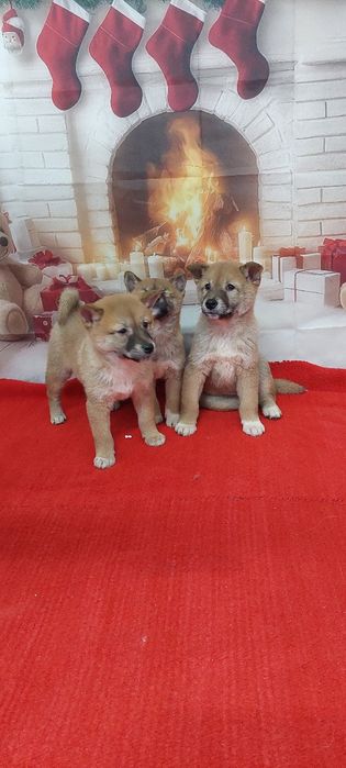 Шиба Ину Shiba inu