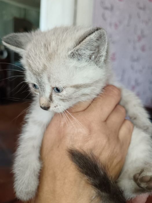 Отдам даром котят.