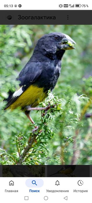 Продам птицу певчие