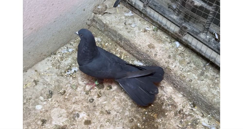 Голуби.  жуки пара ширакохвостые