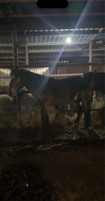 Айгыр полутяж  4 года