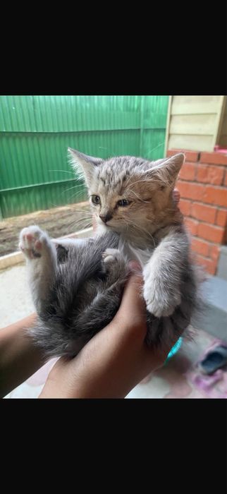 Отдам в добрые руки. Девочка котенок