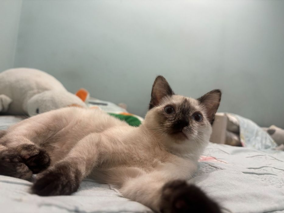Котенок девочка отдаём в добрые руки
