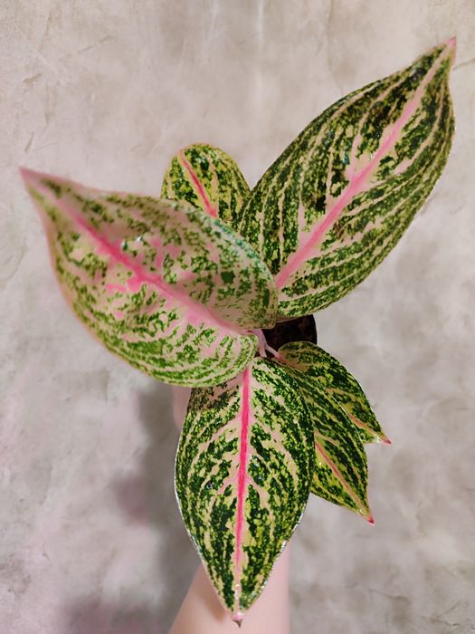 Тайские Аглаонемы