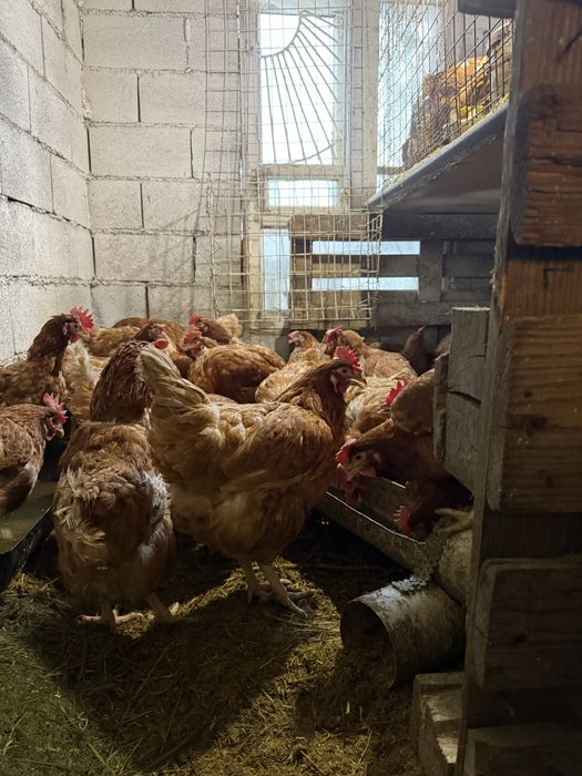 Куры Ломан-Браун