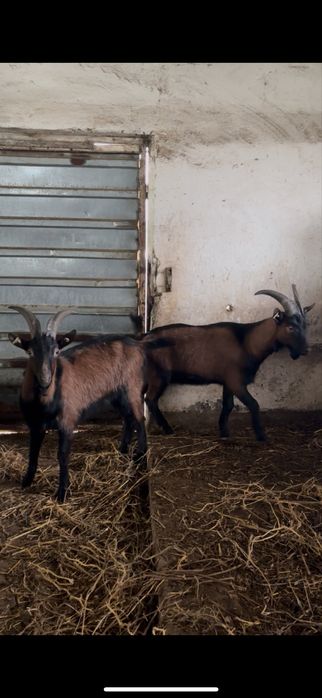 De vânzare 3 țapi Alpina Franceză cu certificat de origine