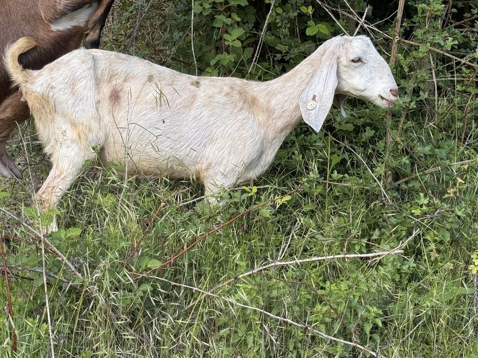 Capra anglonubian gestatata