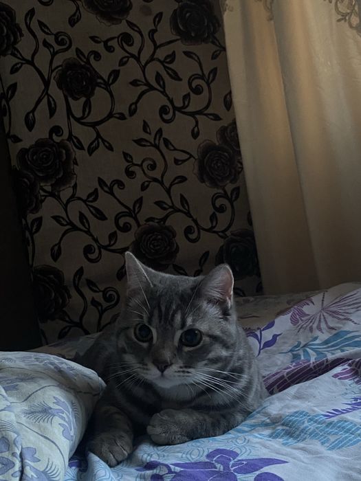 Кот 10 месяцеввввв