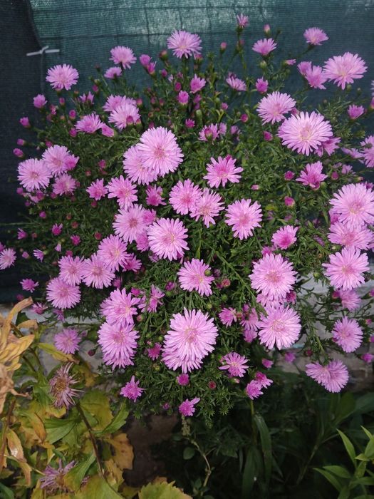 Aster la ghivece de vanzare