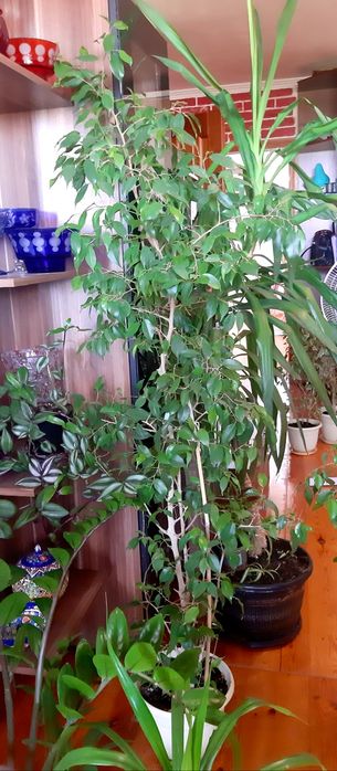 Продам высокие комнатные растения
