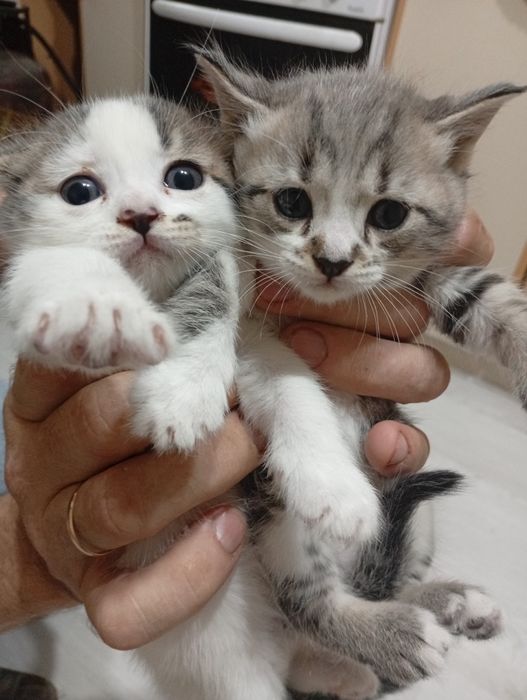 Отдадим котят бесплатно