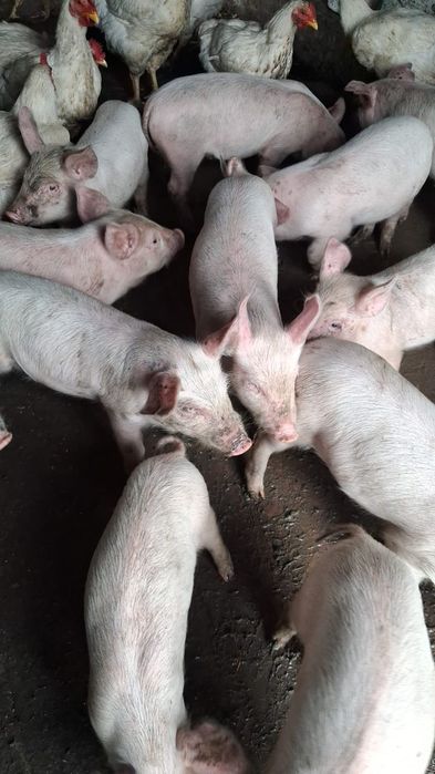Продам поросят м