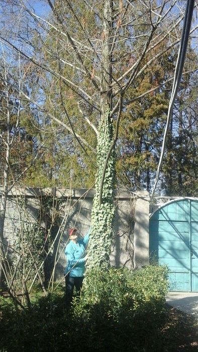 Метасеквойя в Узбекистане